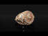 Diamond Royal Lion Men Signet Ring - Terry No. 2